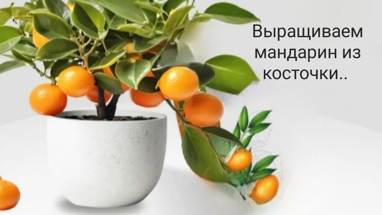 Как вырастить мандарин из косточки дома..👍🍊 #мандарин #like #сад #rek #мандариндома 