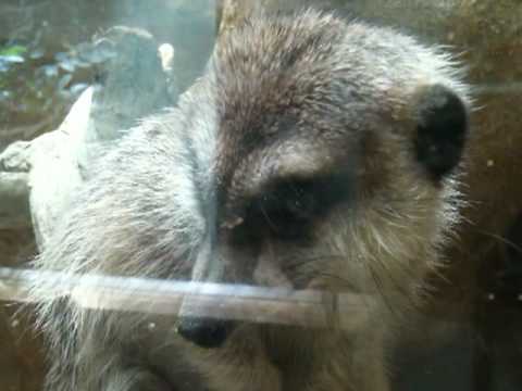 Meerkats at National Zoo Meerkats at National Zoo