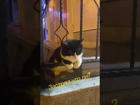 Кот застрял .