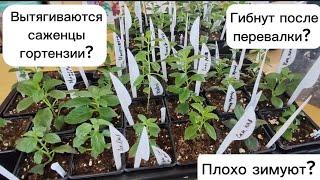 видео: Перевалка саженцев гортензии: самая ЧАСТАЯ ПРИЧИНА гибели и как её избежать. Как пережить зиму? ❄️☃️ картинка: Перевалка саженцев гортензии: самая ЧАСТАЯ ПРИЧИНА гибели и как её избежать. Как пережить зиму? ❄️☃️