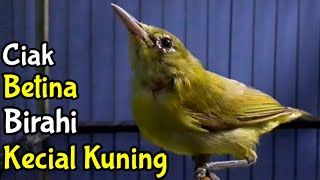 Ciak Ciak KECIAL BETINA Bikin Yang Lain LANGSUNG BUNYI (14/12/20)