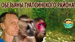 картинка: Обезьяны в лесах Туапсе