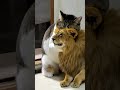 流行っているのでやってみました😸#猫とゲームとおやじ #ねこのいる生活 #ねこのいる暮らし #もとのらねこ #猫 #cat