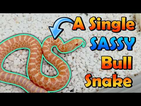 Only 1 Bullsnake Hatched :/