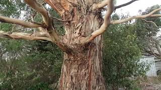 Eucalyptus viminalis - Identification & Information