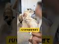 元保護犬に愛情1000%注いだ結果こうなりました #雑種犬 #元保護犬 #shorts