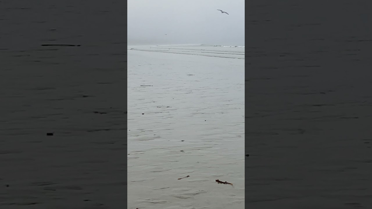 Morbihan - Plage de Mané Guen - Plouharnel : Des mouettes & des vagues