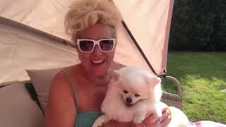 Szpic miniaturowy  jakiego pieska kupić żeby mniej opiekować się?😍