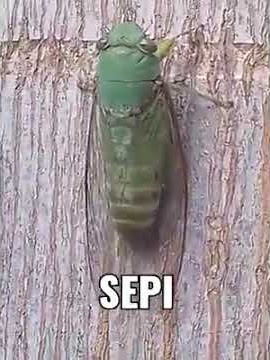 Wujud Hewan Tonggeret Bersuara Nyaring #shorts