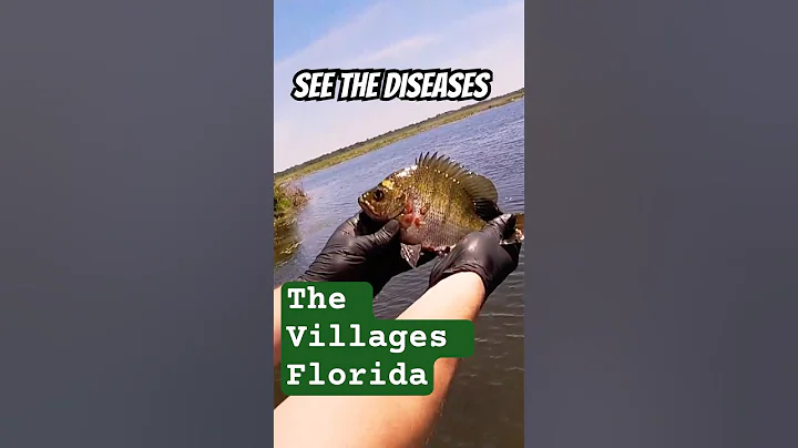 Weird DISEASE on a fish in the VILLAGES FL What’s wrong with it?