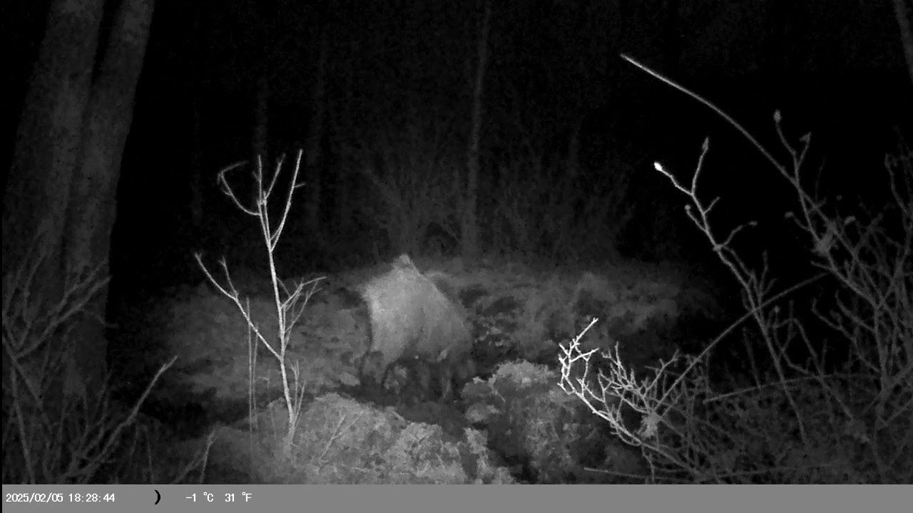 BU SEFER FOTOĞRAFTA YAKALANAN BİR DOMUZ OLDU 