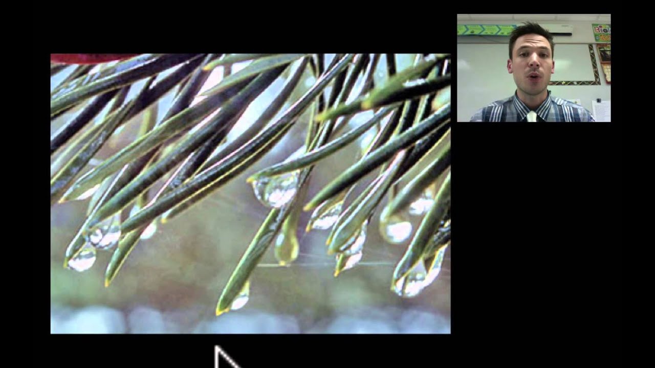 Properties of Water - SC.912.L.18.12