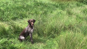 Water retrieve with a young german shorthaired pointer
