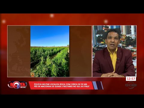 PM localiza roça com cerca de 90 mil pés de maconha com quase 2 Hectares no Piauí 12 09 2024