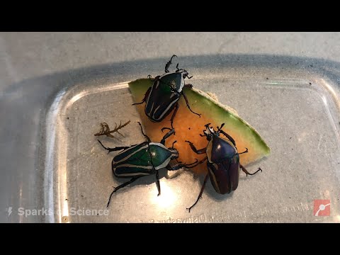 Video: Flower beetle