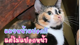 แมวหน้าแปลก!! แต่ไม่แปลกหน้า #แมวจร #catlover #cat #animals #ผู้กองแขกกับแมวจร Vol.2 