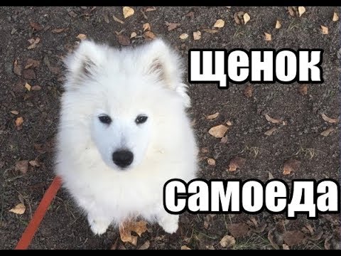 Щенок самоеда. Первые дни дома. Ответы на первые вопросы