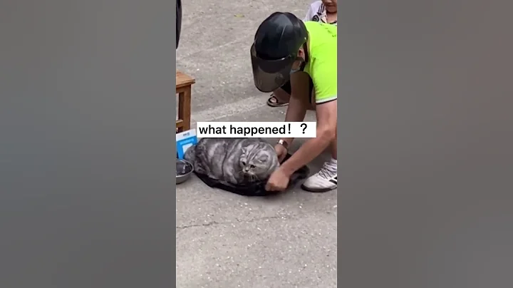 Video 11747861: cute cats best funny