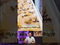 هجوم زنبورها به دوناتفروشیهای مکزیک! 🍩🐝