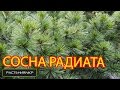 Сосна Веймутова: описание, виды, посадка, уход и применение