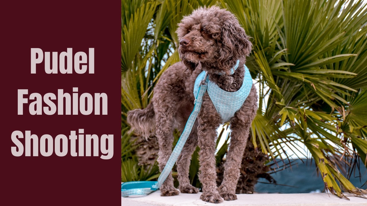 Hunde Fashion Shooting für Cavaro Barkel in Marotta am Strand– Hunde Vlog 10