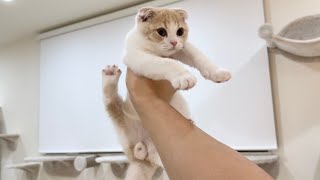 生まれて初めて本気で叱られたらヤンチャ子猫はこうなっちゃいました…