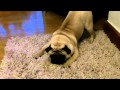 Pug Versus Mirror