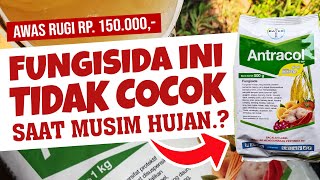 RUGI 150.000.❗❗❗ FUNGISIDA YANG TIDAK COCOK SAAT MUSIM HUJAN | Antracol
