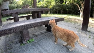 ベンチに座りたい茶トラ猫 vs 譲らないキジトラ猫