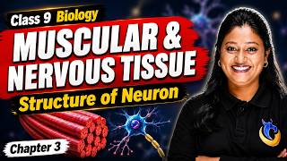Muscular & Nervous Tissue, Structure of Neuron - Tissues in Action | Class 9 Biology Chapter 3