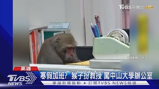 寒假加班? &quot;猴子扮教授&quot;闖中山大學辦公室｜TVBS新聞 