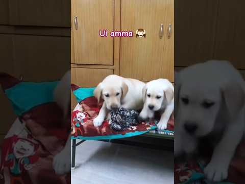 Uii Amma Funny Comedy Love Cute Trending Dog Viralshorts Ytshorts Shorts Viral Yt 