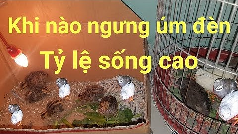 Chim Cút con mới nở úm đèn bao nhiêu ngày thì nghỉ ?