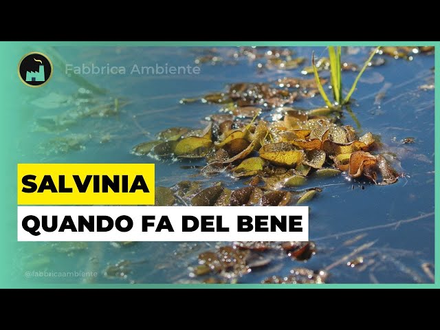 Salvinia Molesta: La Pianta Che Salva i Pesci e Protegge La Catena Alimentare Dagli Antibiotici