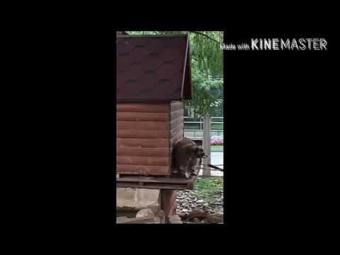 ქოუბი რუსეთში გააქვს # 0010