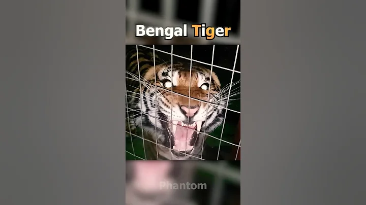 Scariest Animal Sounds In The World🐉 #animals #facts #scary