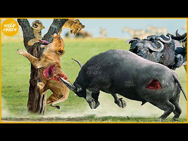 35 Moments When a Stupid Buffalo Attacks a Little Lion and the End After | Animal Fight class=