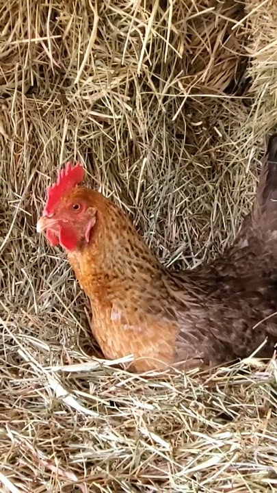 Longest Warm Up Ever! Chicken Egg Song