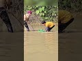 part 1.Highland boy Drain the pond to catch fish, harvest large carp and catfish to sell. #highland