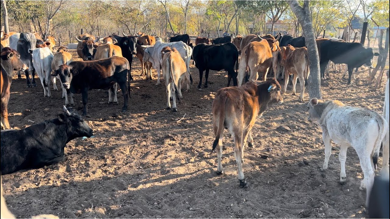 ДЕНЬ 10: Строительство нашего сельского дома престарелых. Наше стадо, загоны и кормушки.