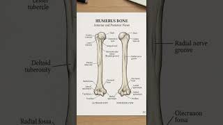 Humerus osteology #anatomy #osteology #upperlimbanatomy