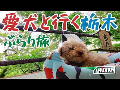 愛犬と行く 栃木グルメとぶらり旅｜犬旅｜トイプー2匹とキャンカーライフ｜INUVAN｜