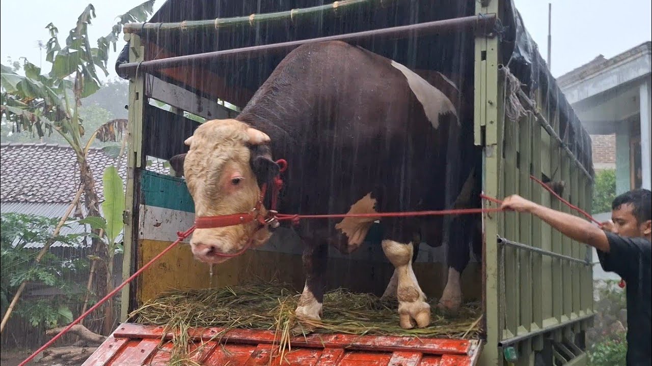 PROSES PENURUNAN SAPI RAKSASA DI KANDANG LEMBU BENGGOLO HUJAN PETIR‼️ ...