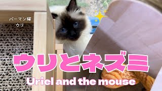 バーマン猫ウリ【ウリとネズミ】Uriel and the mouse（バーマン猫）Birman/Cat by J 163 views 6 days ago 4 minutes, 16 seconds