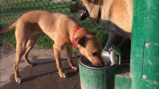 Big Visit To Lubbock's First Dog Park