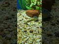 Bowfin Fish in aquarium #bowfin