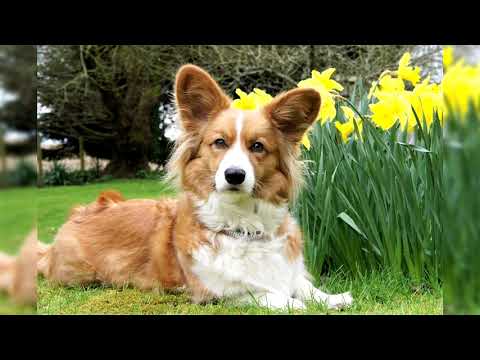 Video: Welsh Corgi Cardigan: Charakter, Péče, Ceny