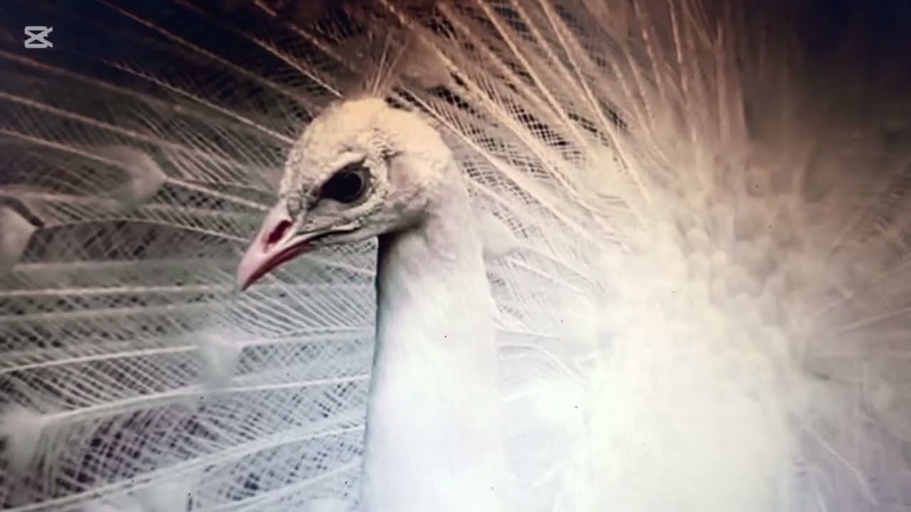 Peacock bird the Pakistan peafowl most, clear sound 4k different vedio and mor peacock dance 🦚