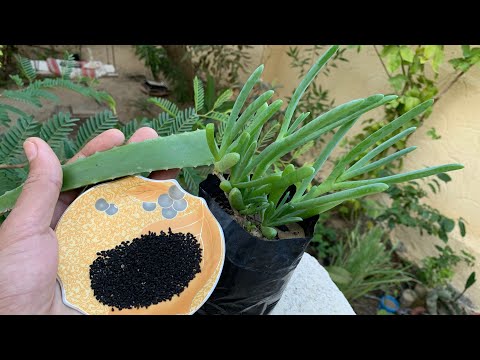 للأمراض الجلدية وعلاج خلل واضطراب اللون المادة الصبغية وعودة لون جلدك لطبيعته