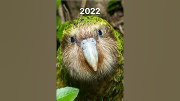 Kakapo Bird 2000 bce #shorts #youtubeshorts